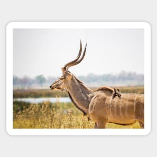 Greater kudu (Tragelaphus strepsiceros) with oxpeckers Sticker